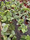 New ListingHarmony Foliage Peperomia Ecuador in 4 inch pots 15-Pack Bulk Wholesale Hybridiz