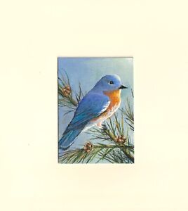 Original wildlife aceo   painting of a Bluebird by R D. Heffron