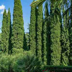 Italian Cypress |Cupressus sempervirens stricta | 50 seeds
