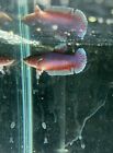 Live Betta Fish, Female, Purple Lavender Dumbo