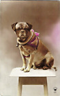 1920s Hand Tinted RPPC~Pug Dog w/ Bow & Bell~Vintage Real Photo Studio Postcard