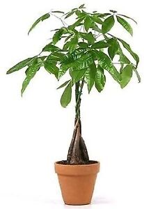 Money Tree Plants Live Indoor 5 Braided Into 1 10-12 inches Tall 4