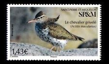 Saint Pierre Miquelon 2022 bird Spotted Sandpiper chevalier grivelé aves vogel 1