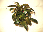 VERY RARE Philodendron Bloody Mary Plant W/Babies Red Stems Dark Red Green Leaf