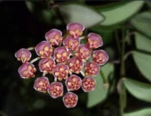 Hoya bilobata Raspberry Pink Flowers 4” Fresh Repot Pot Import Succulent Easy