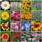 Wildflower Mix ALL PERENNIAL Heirloom Pollinator Garden USA Non-GMO 1000+ Seeds