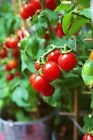 Tiny Tim Cherry Tomato Seeds, Dwarf Tomato Plant, NON-GMO, Heirloom,  FREE SHIP