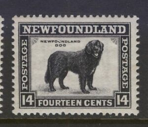 NEWFOUNDLAND 194 1932 14c INTENSE BLACK NEWFOUNDLAND DOG 1ST RESOURCES ISSUE MNH