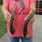 2 Piece Lot Large Goat Horns from Africa, 14-18 inches, taxidermy (S)
