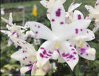 Novelty Phal Phalaenopsis tetrapis 'Starry Sky'-Joseph Wu Stem-FRAGRANT