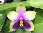 [TOP SELLER] Phalaenopsis Bellina Coerule, The Beautiful Phalaenopsis, Fading Vi