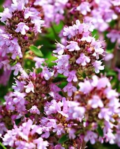 Purple Creeping Thyme Groundcover Perennial Wild Fragrant Pollinator NON-GMO