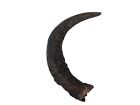 One #3 Grade Real North American Large FEMALE Buffalo Horn (576-LF3-AS) 9UK1