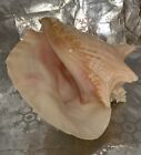 ❤️Large Pink Queen Conch Sea Shell Nautical Ocean Beach Home Decor