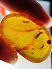 10.27g wasp bee&unknown bug Burmite Myanmar Amber insect fossil dinosaur age