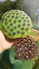 25 American Lotus seeds for growing! Nelumbo lutea, Water Lily. Native in USA!