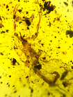 Burmese burmite Cretaceous scorpion insect fossil amber Myanmar