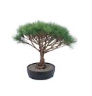 Japanese Red Pine Bonsai Outdoor Tree Pinus Densi Globosa 65 yo 22