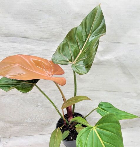 Philodendron Summer Glory, Philodendron Gloriosum Hybrid houseplant in 4