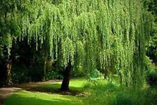 1 Weeping Willow Tree- Live Tree Plant -Memorial Gift - Beautiful Arching Canopy