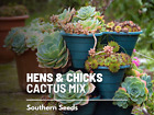 Hens & Chicks, Cactus Mix - Heirloom Succulent (Sempervivum spp.)