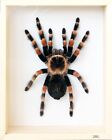 Unique Real Tarantula (Mexican Giant Orange Knee) Taxidermy - Mounted,Framed