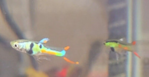 (x10 Unsexed Fry) Lime Green N Class Endlers Aquarium Fish Tropical