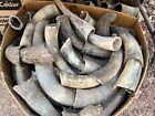 Bull horns cow steer Horn (one pair only)  RAW NATURAL 6