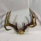 Gorgeous 11Point White Tail Buck Antlers For Man Cave Lodge Cabin See Details