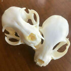 NEW 2 pcs real animal skull, specimen, collectible， 9cm x 5.5cm，taxidermy