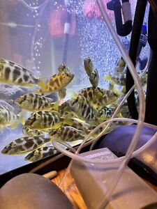 Giraffe Cichlid  (Nimbochromis venustus) - Live Fish (4-5.5in)