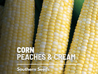 Corn, Peaches & Cream - 60 Seeds - Grow Your Own - Non-GMO (Zea mays)