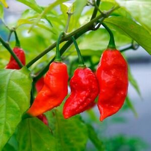 Ghost Pepper Seeds / Bhut Jolokia Pepper Seeds | Non-GMO | Free Shipping | 1008