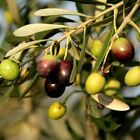 Olive Tree - 'Mission' - Olea Europaea - live plant