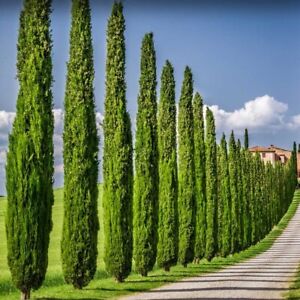 Italian Cypress 1-2 ft. 8-10 zone Evergreen Outdoor Tree to Create Hedge