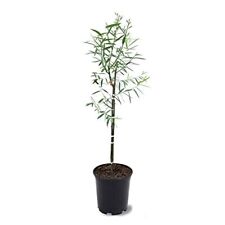 One 4-5 Foot Tall Weeping Willow Trees - Ready to Plant - Live Plant - Beautiful