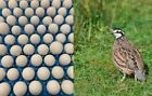 25+ Northern Bobwhite Quail Fertile Hatching Eggs! NPIP Cert - FREE SHIPPING