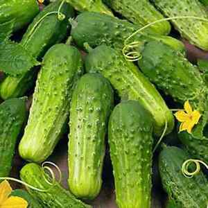 Boston Pickling Cucumber Seeds | Non-GMO | Free Shipping | Seed Store | 1061