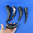 New Listing5 pc 8 to 11 inch Polished Cattle/Buffalo horns from India taxidermy #47843