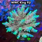 New ListingTue Thirstysreef Acropora Coral WWC King Fiji 3/4?
