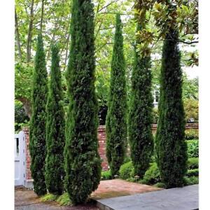 Italian Cypress  ( Cupressus ) - 2-3 Feet Tall - Full Gallon Pot