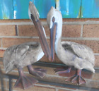 Brian Arthur pair of magnificent sculpture pelicans