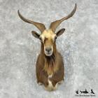 #25739 E+ | Feral Goat Taxidermy Shoulder Mount For Sale