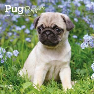 Browntrout,  Pug Puppies 2024 Mini Wall Calendar