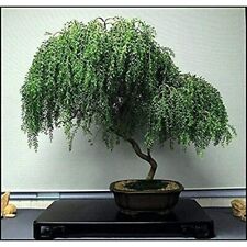 Bonsai Tree Dwarf Weeping Willow Live Plant Best Gift Houseplant Indoor
