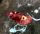Live Betta Fish HMPK Red Gold Galaxy Female #DD11 From indonesia