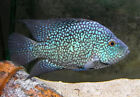 Electric Blue Carpintis Cichlid Live Freshwater Aquarium Fish