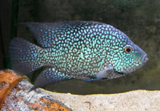 3 Electric Blue Carpintis Cichlid Live Freshwater Aquarium Fish