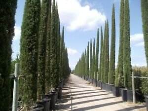 200+ FRESH Italian Cypress Tree Seeds  / Cupressus Sempervirens Stricta variety