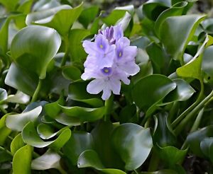 12 Water Hyacinth Plants - Pond Plant -Pond Flower - Great for Koi Ponds
